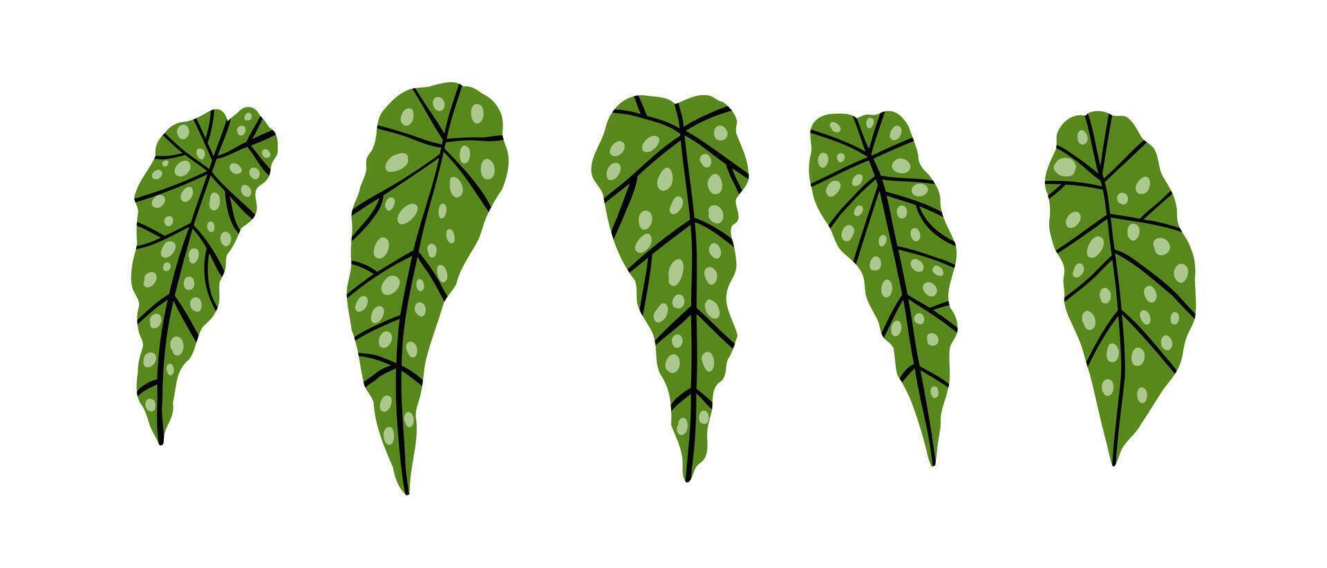 hand dragen uppsättning med tropisk löv. djungel, regn skog, vilda djur och växter. vektor illustration i platt stil.