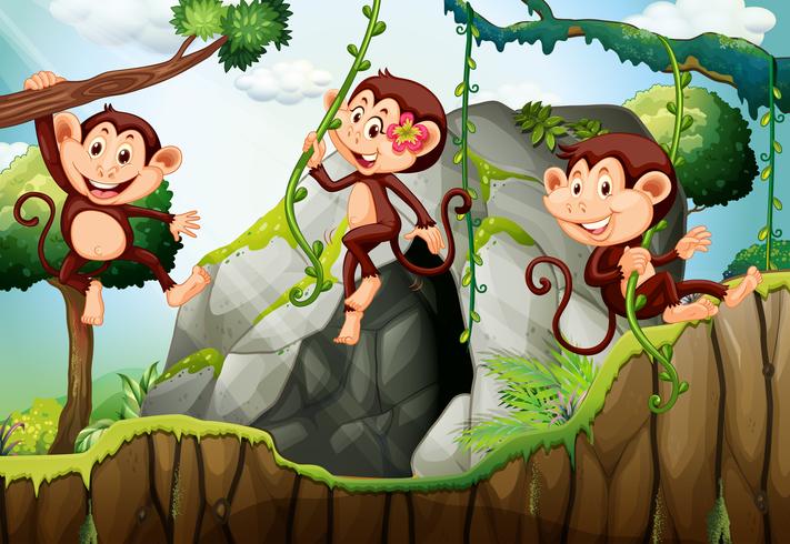 Tre apor som hänger på grenen vektor