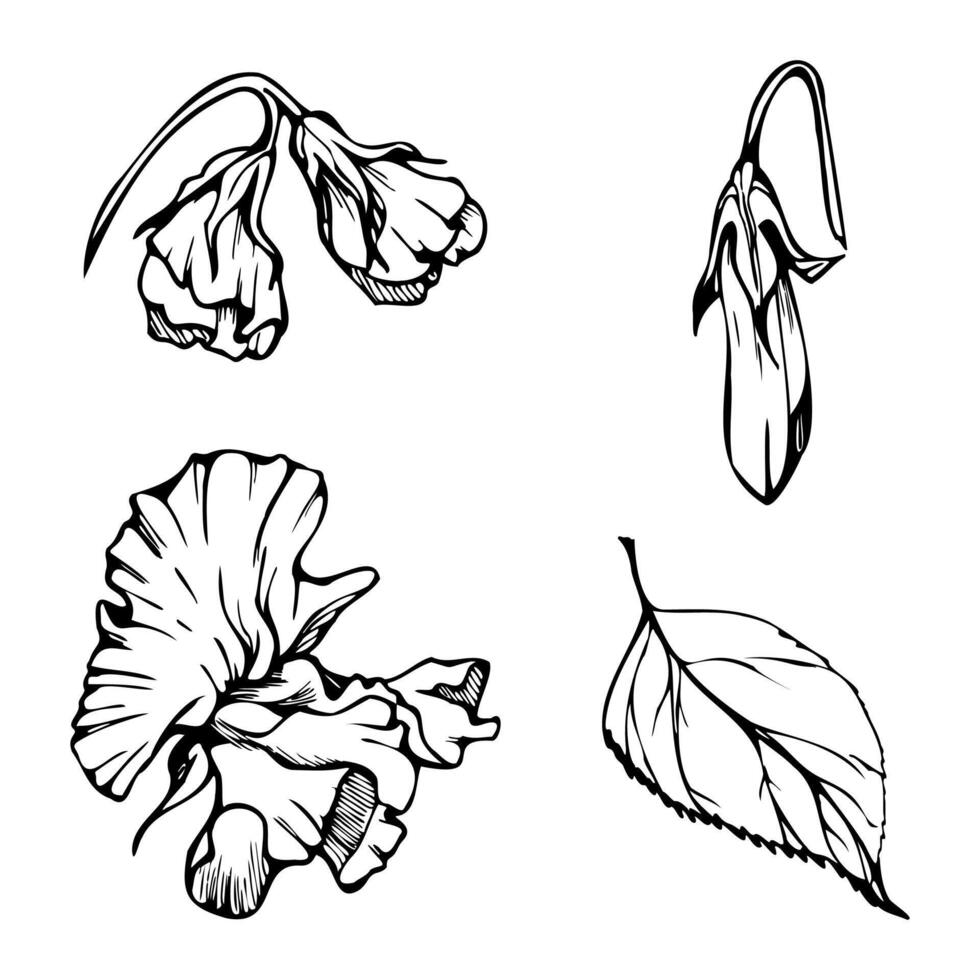 hand dragen vektor grafisk bläck illustration botanisk blommor löv. ljuv evighet ärta, vicker vinda grönsak rankor. enda element isolerat vit bakgrund. design bröllop, kort, blommig affär