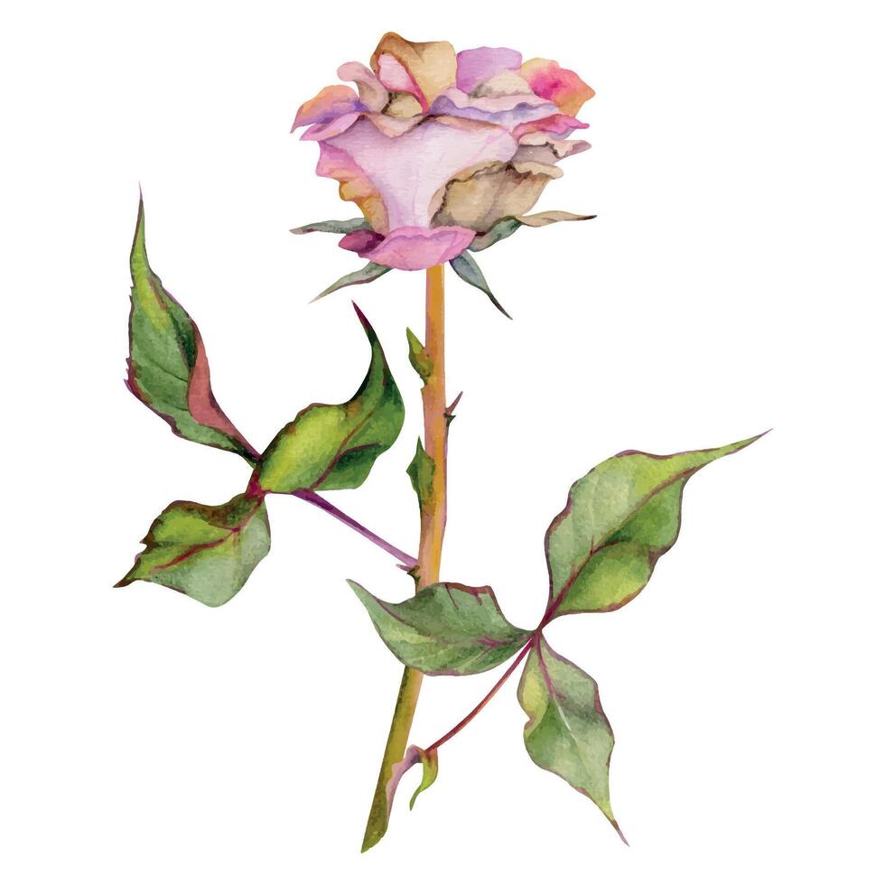 hand dragen vattenfärg illustration sjaskig boho botanisk blommor löv. dammig engelsk te reste sig, vissnade huvud knopp, rosa grädde. sammansättning isolerat på vit bakgrund. design bröllop, kärlek kort vektor