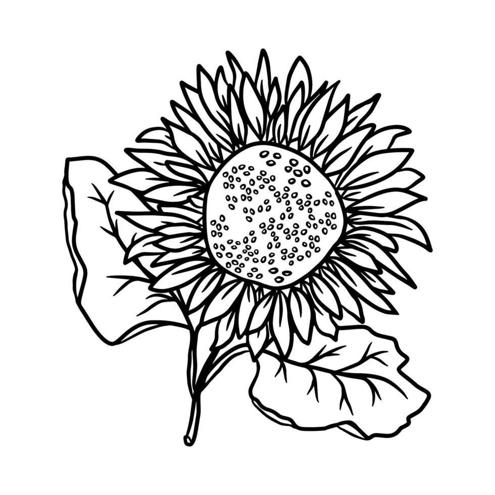 solros hand dragen illustration linje konst för design av färg sida. vektor klotter blommig element