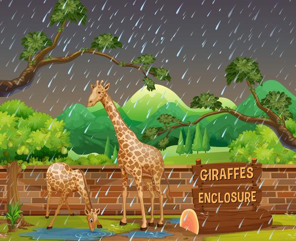 Zoo scen med två giraffer i regnet vektor