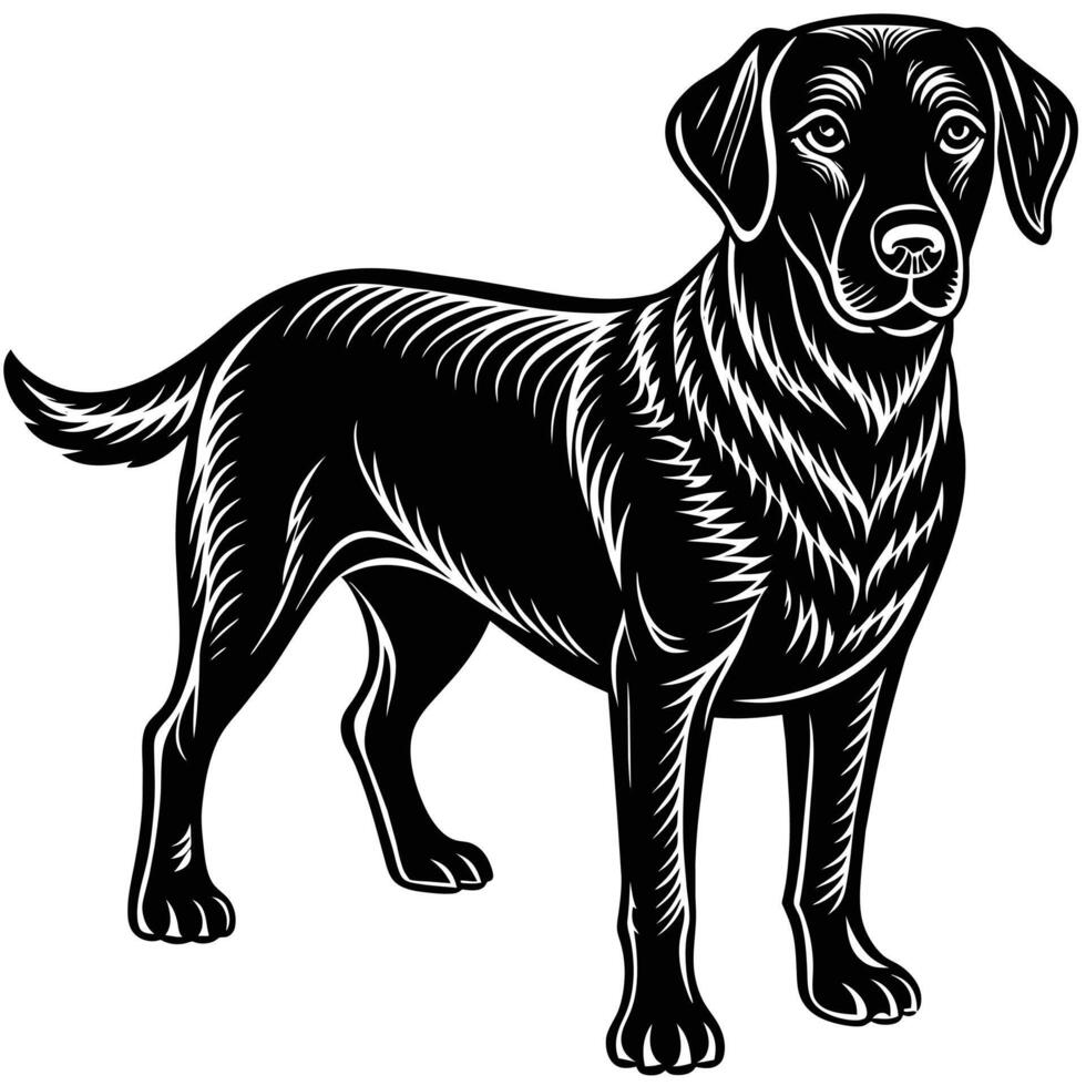 hund labrador, isolerat på vit bakgrund vektor illustration.