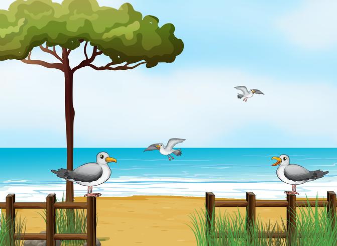 Vögel, die am Strand nach Lebensmitteln suchen vektor