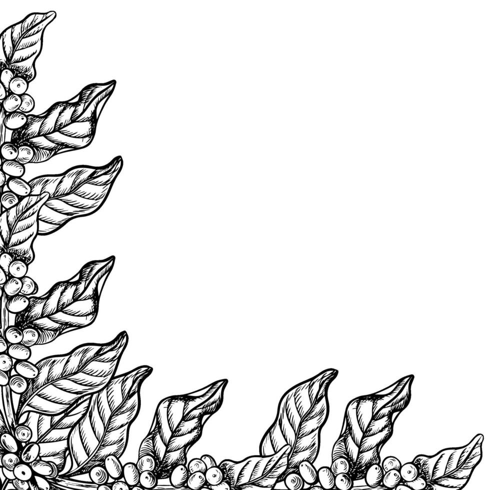 en ram tillverkad av kaffe träd grenar, svart och vit vektor grafik, ritad för hand. illustration på en vit bakgrund. för banderoller, flygblad och menyer. för förpackning, etiketter och vykort.