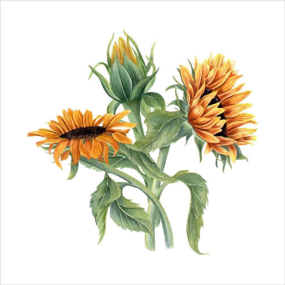 Strauß mit drei schön Sonnenblumen. Gelb Orange Sommer- Blumen auf Stengel mit Blätter. Blume Kopf, Knospe. Feld Wildblumen. Aquarell Illustration zum Grüße, Einladung. vektor