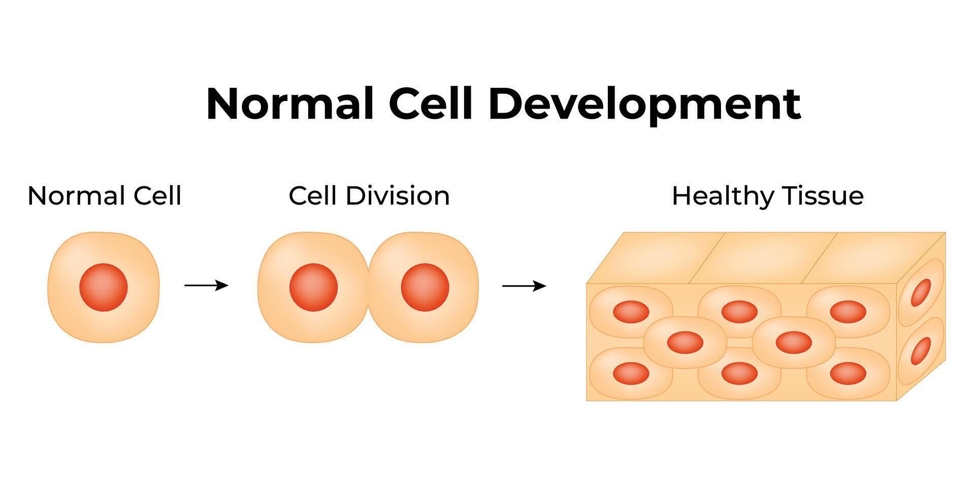 vanligt cell utveckling vetenskap design vektor illustration diagram