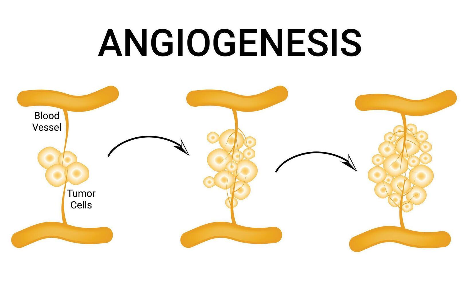 angiogenes vetenskap design vektor illustration diagram