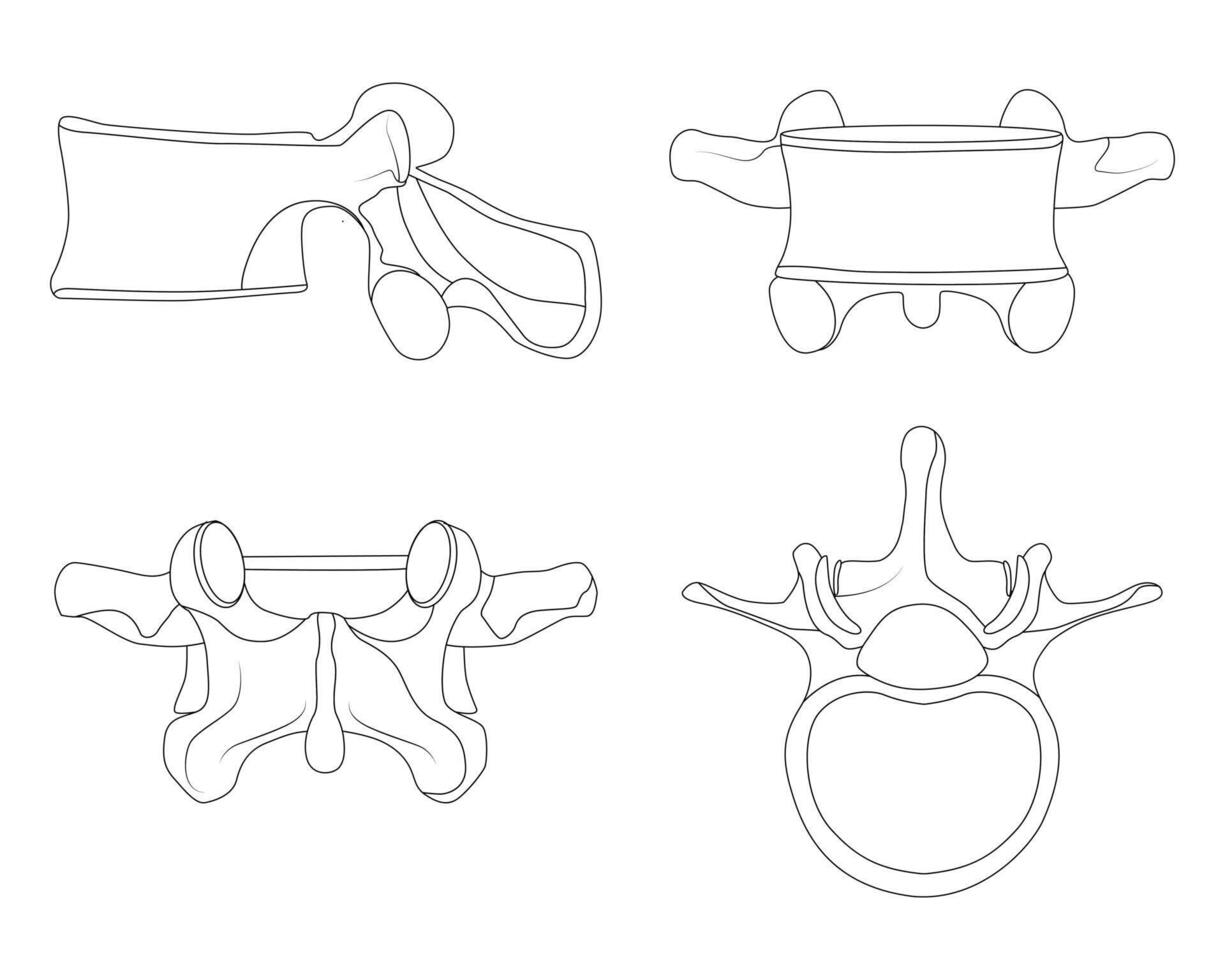 gesund Lendenwirbelsäule Wissenschaft Design Vektor Illustration Diagramm