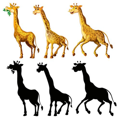 Giraff och dess siluett i tre handlingar vektor