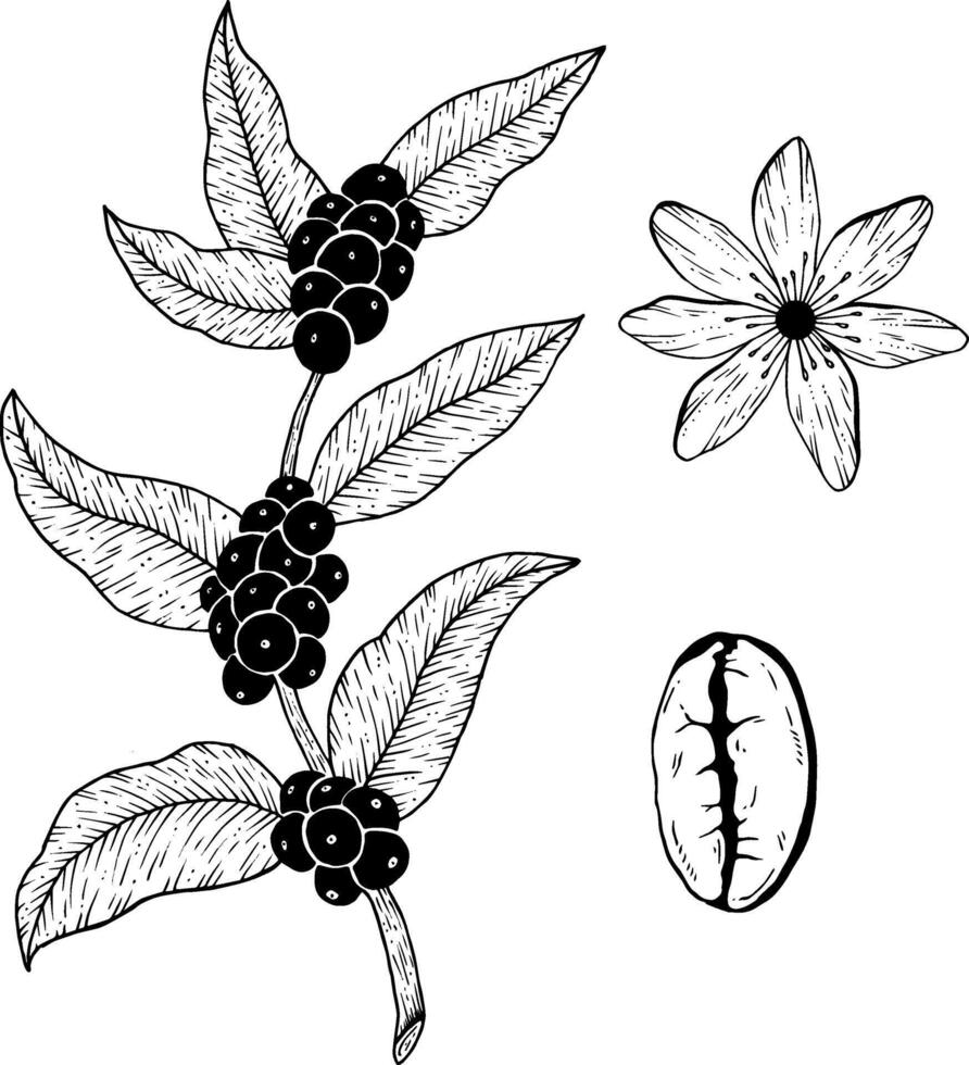 Vektor Ast von Kaffee Baum mit Bohnen und ein Blume