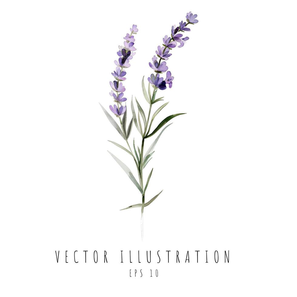 lavendel- vattenfärg isolerat på vit bakgrund. vektor illustration