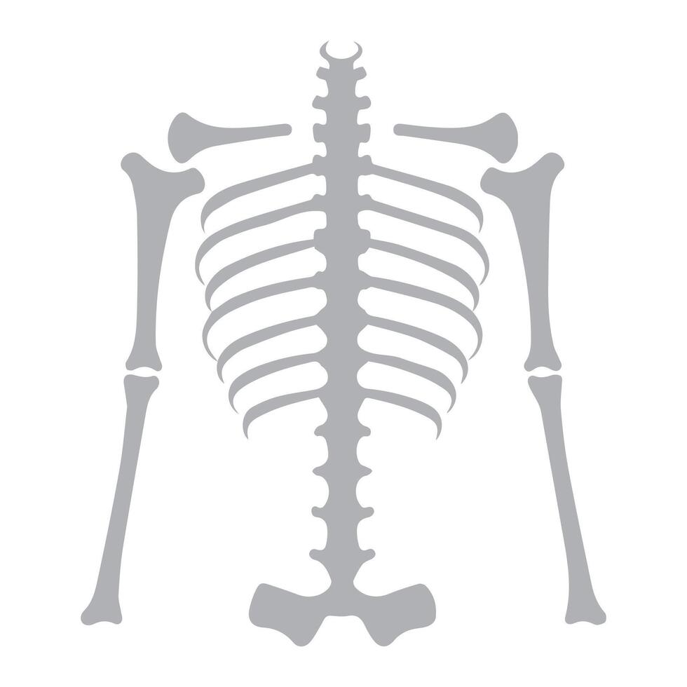 mänsklig skelett ben kropp vektor design.