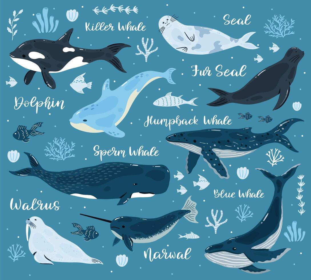 Marine Wale. Delfin, Mörder Wal, Narwal, Sperma Wal und Walross, Ozean unterseeisch Welt Tiere. unter Wasser Säugetiere Vektor Abbildungen