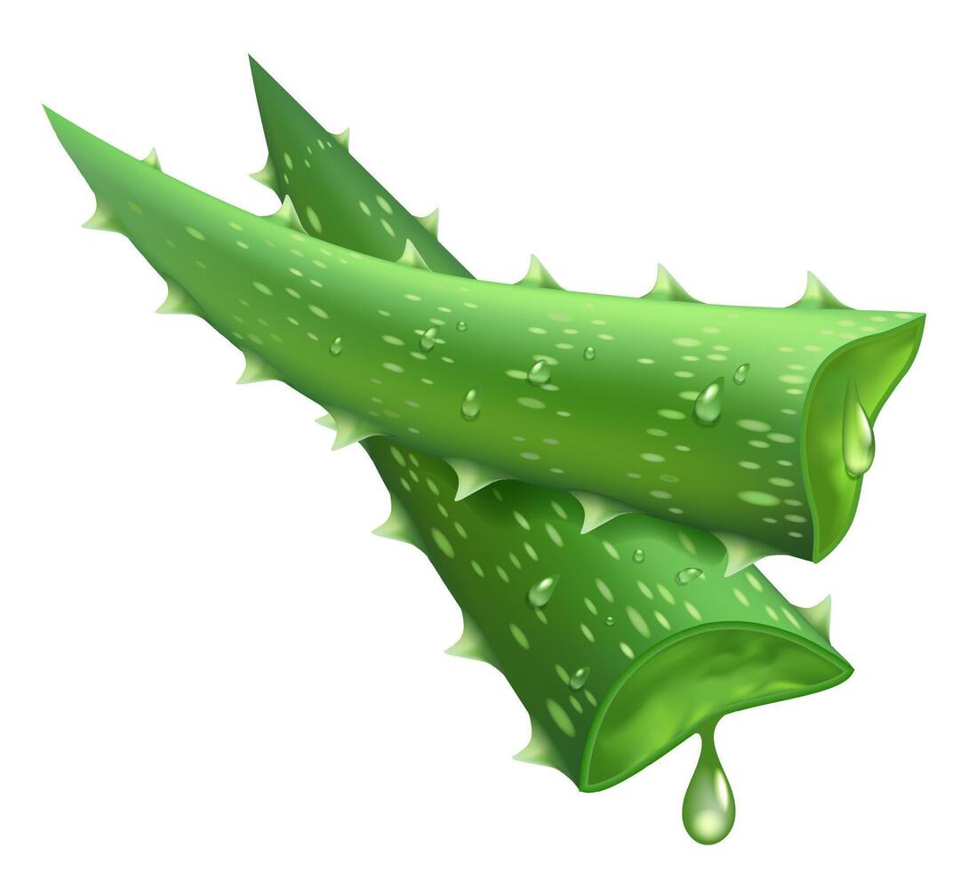 frisch Aloe Vera. realistisch Grün Blätter Scheiben, Aloe vera saftig Tropfen, Medizin Pflanze und natürlich Komponente isoliert Vektor Illustration