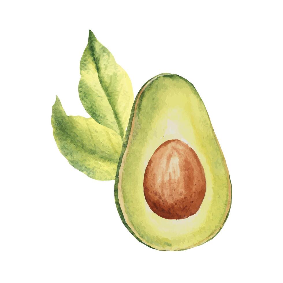 Avocado Hälfte Obst mit Blätter. Hand gezeichnet botanisch Aquarell Illustration.. vektor