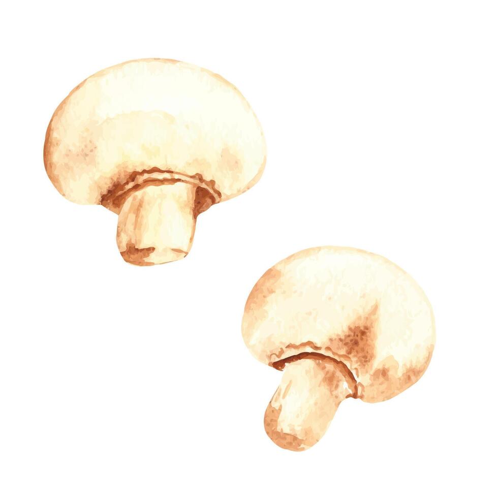 Aquarell frisch Champignon Pilze. Hand gemalt Gemüse Illustration im Jahrgang Stil. vektor