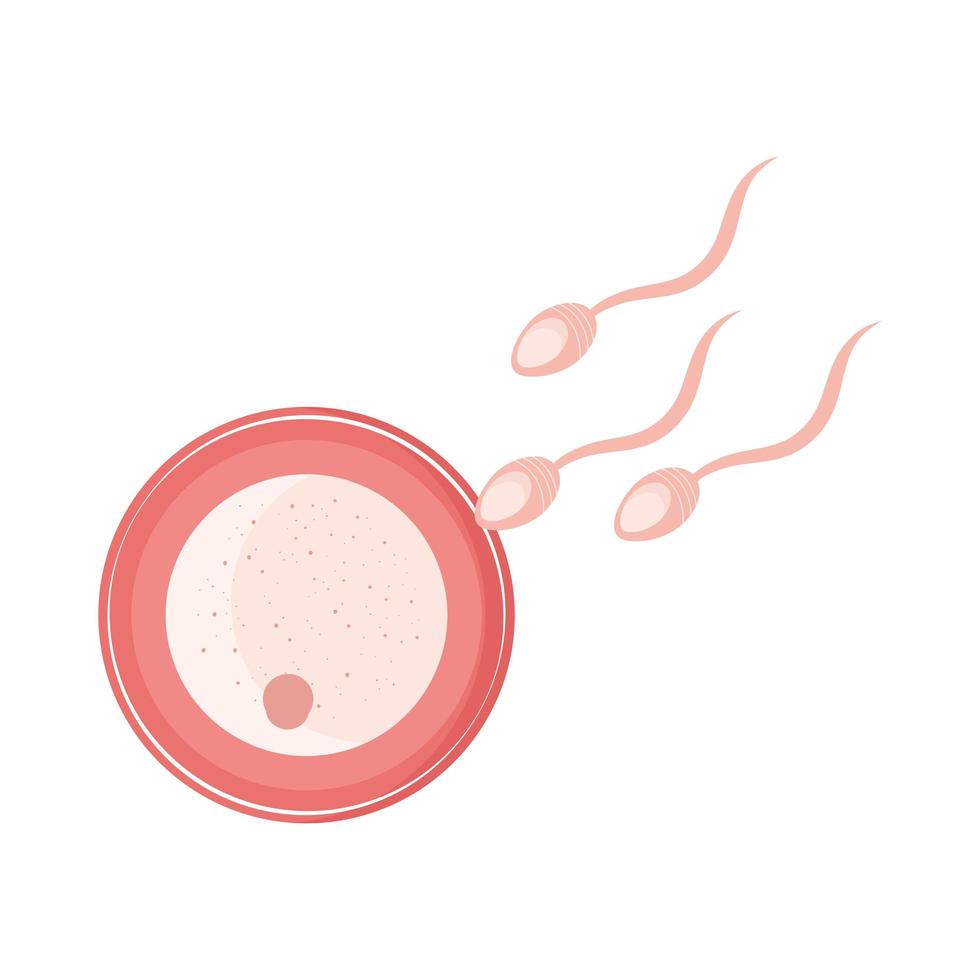 Befruchtung, Embryo neues Leben vektor