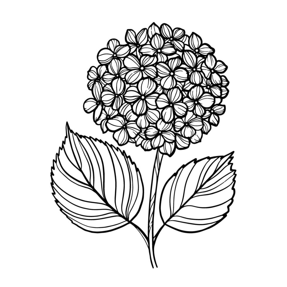 linje konst illustration med hortensia blomma vektor