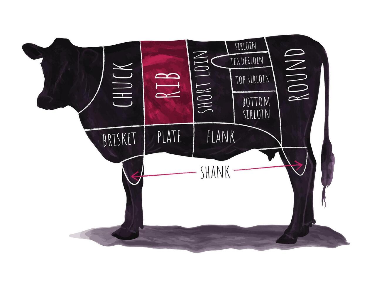 illustrerade nötkött nedskärningar Diagram med märkt sektioner på en ko silhuett för kulinariska använda sig av vektor