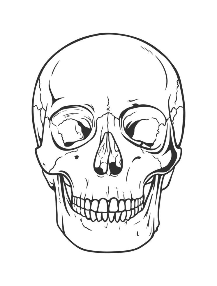 ein detailliert Vektor Illustration von ein Mensch Schädel. Vektor Linie Zeichnung