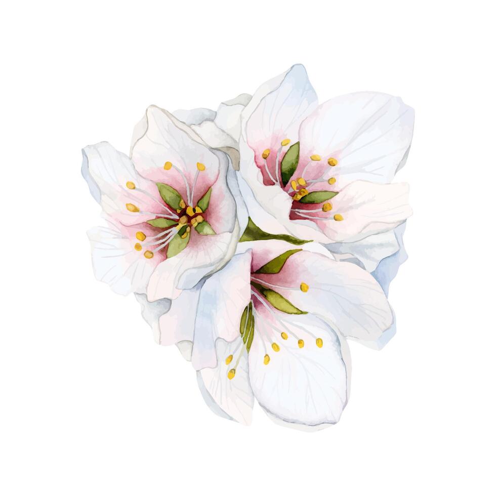 mandel blommor bukett, blommande körsbär. rosa och vit äpple blommor, sakura vektor botanisk illustration