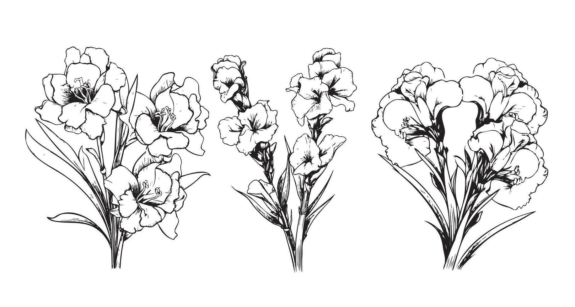 gladiolus blomma penna konst vektor