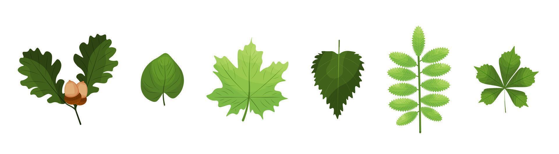 Grün Blätter von Wald oder Park Pflanzen auf Weiß Hintergrund. Vektor Illustration