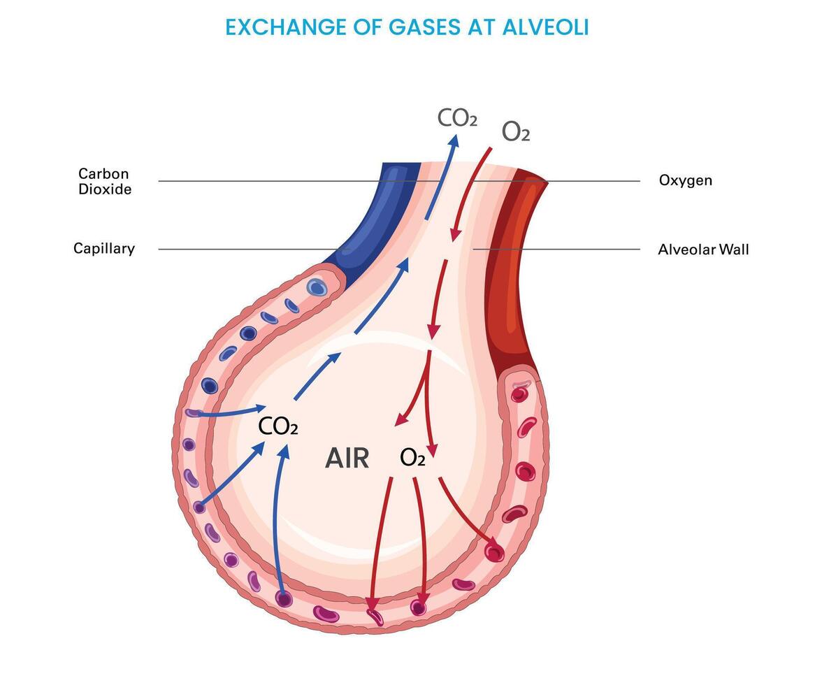 Alveolen Austausch Sauerstoff und Kohlenstoff Dioxid im Lunge vektor