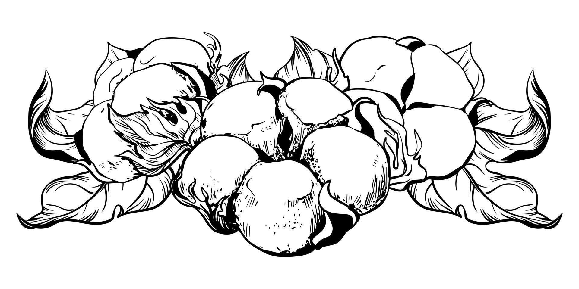 sammansättning av bomull blommor. botanisk illustration av en vågrätt liggande gren. vektor hand teckning i gravyr stil. bläck skiss för omslag. de linjär design imiterar de etsning Metod.