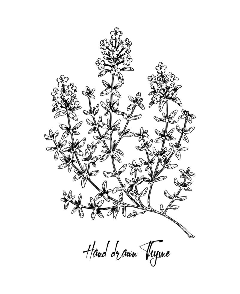 Handgezeichnete Thymian in voller Blüte Vektor-Illustration isoliert auf weiss. botanische Kräuterpflanze im Vintage-Skizzen-Stil. Thymus vulgaris. vektor