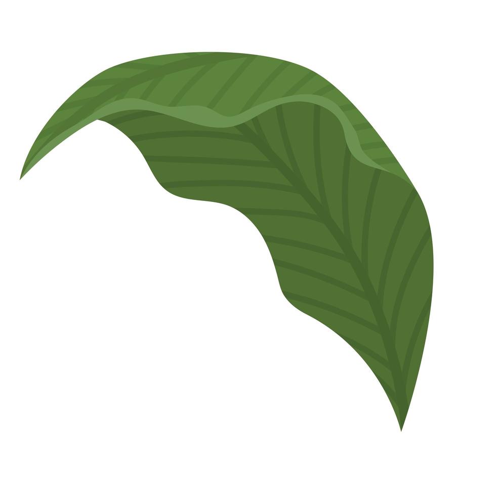 grünes lanzettliches Blatt vektor