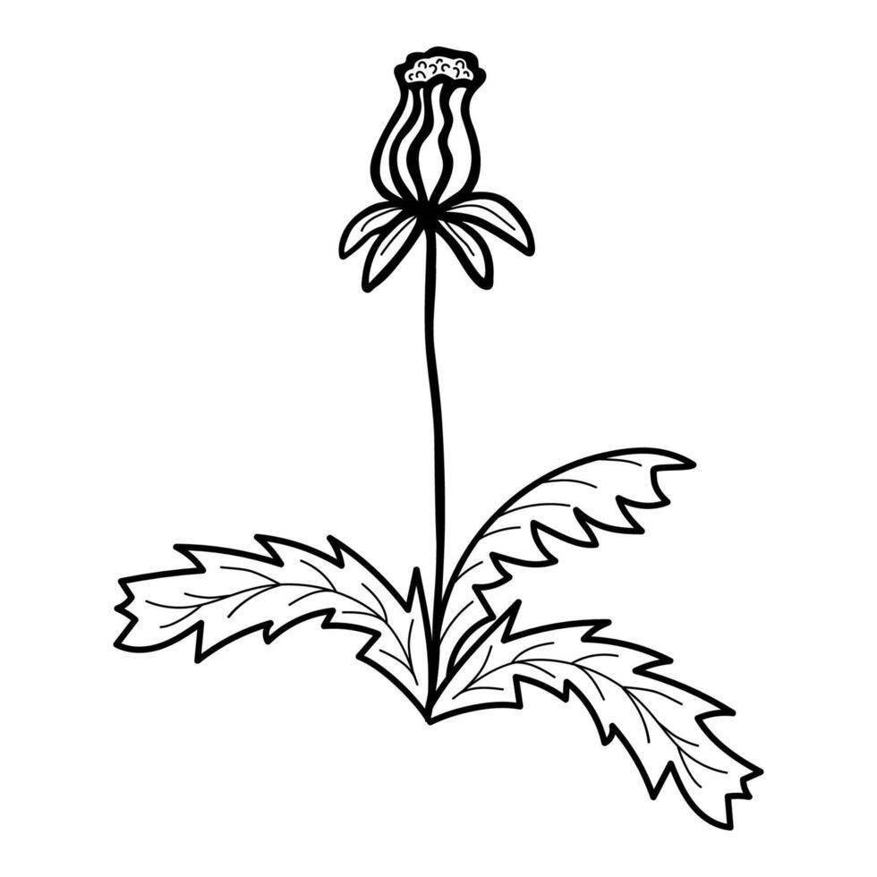 hand dragen blomma och grenar klotter. svart och vit vektor illustration skiss. eps10