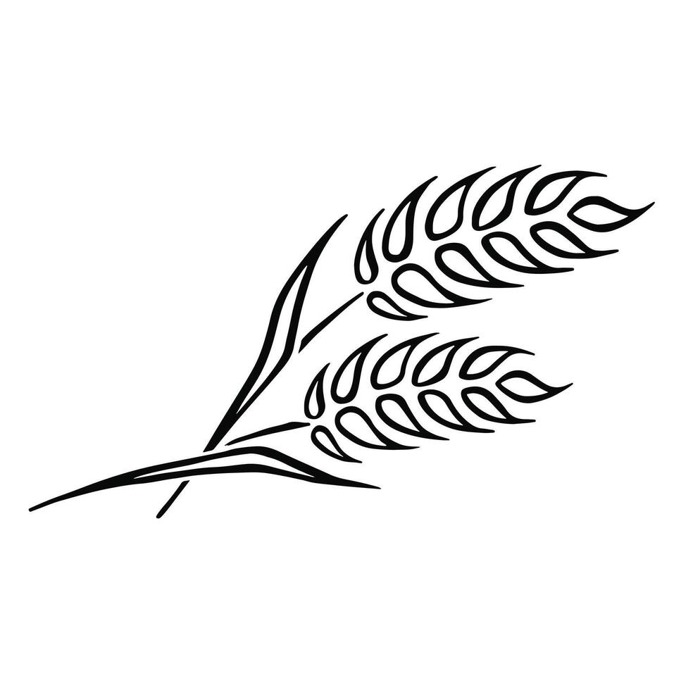 skizzieren Ährchen isoliert. ein Paar von Nähte von Weizen Jahrgang. Hand Gravur Korn landwirtschaftlich Kultur. Vektor Illustration