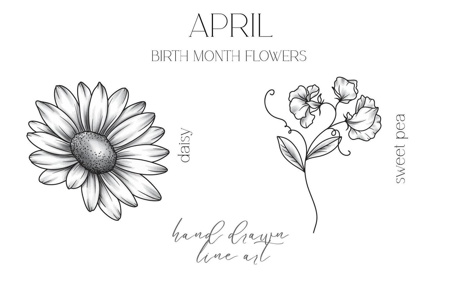 april födelse månad blommor. daisy översikt isolerat på vit. ljuv ärta linje konst. hand dragen linje konst botanisk illustration. svart och vit blommor vektor