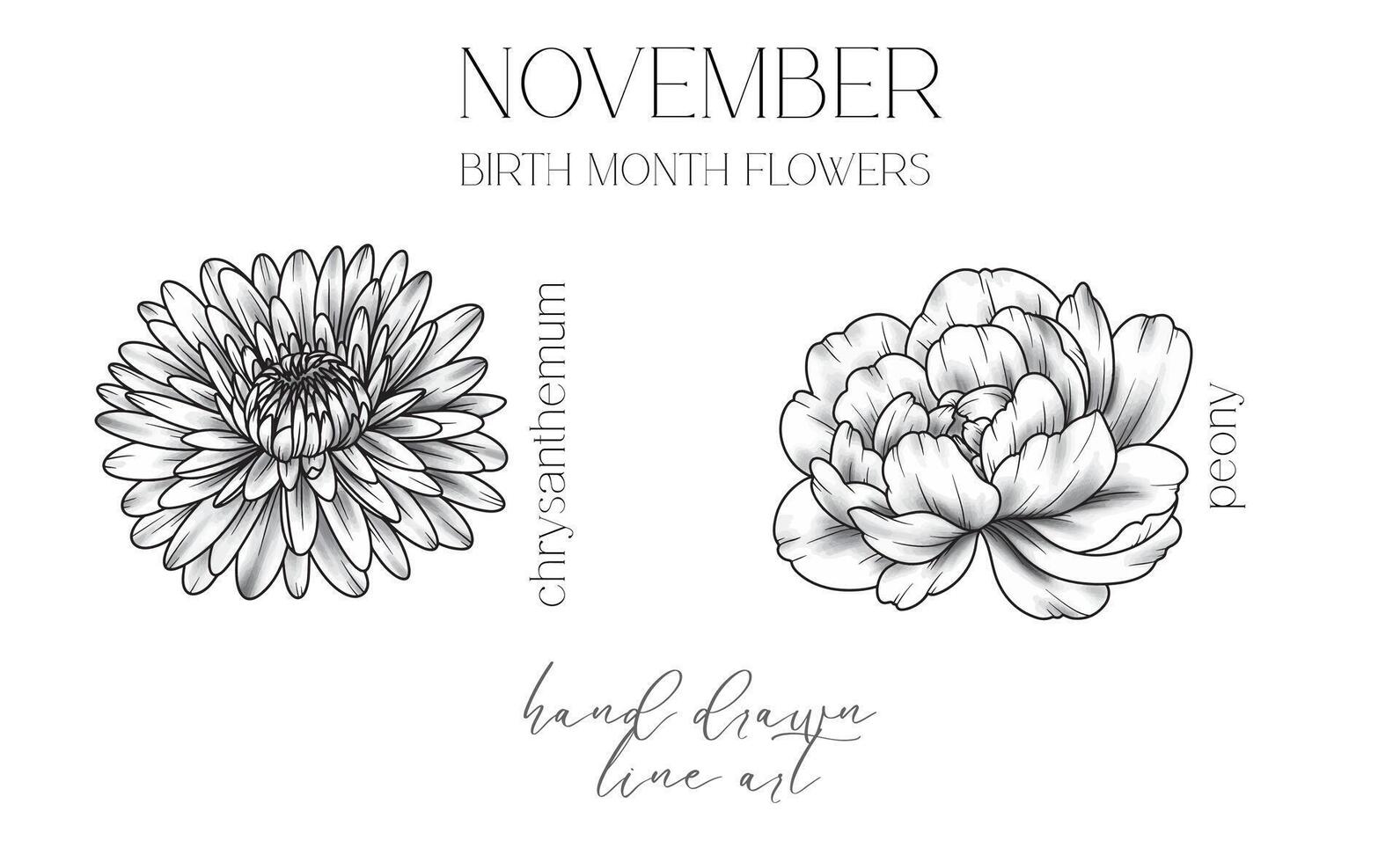 november födelse månad blommor. krysantemum översikt isolerat på vit. pion linje konst. hand dragen linje konst botanisk illustration. svart och vit blommor vektor