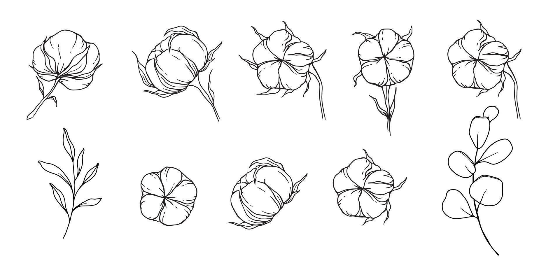 hand dragen bomull blommor linje konst illustration. bomull bollar isolerat på vit. blommig linje konst. bomull växt svart och vit illustration. bra linje bomull illustration. vektor