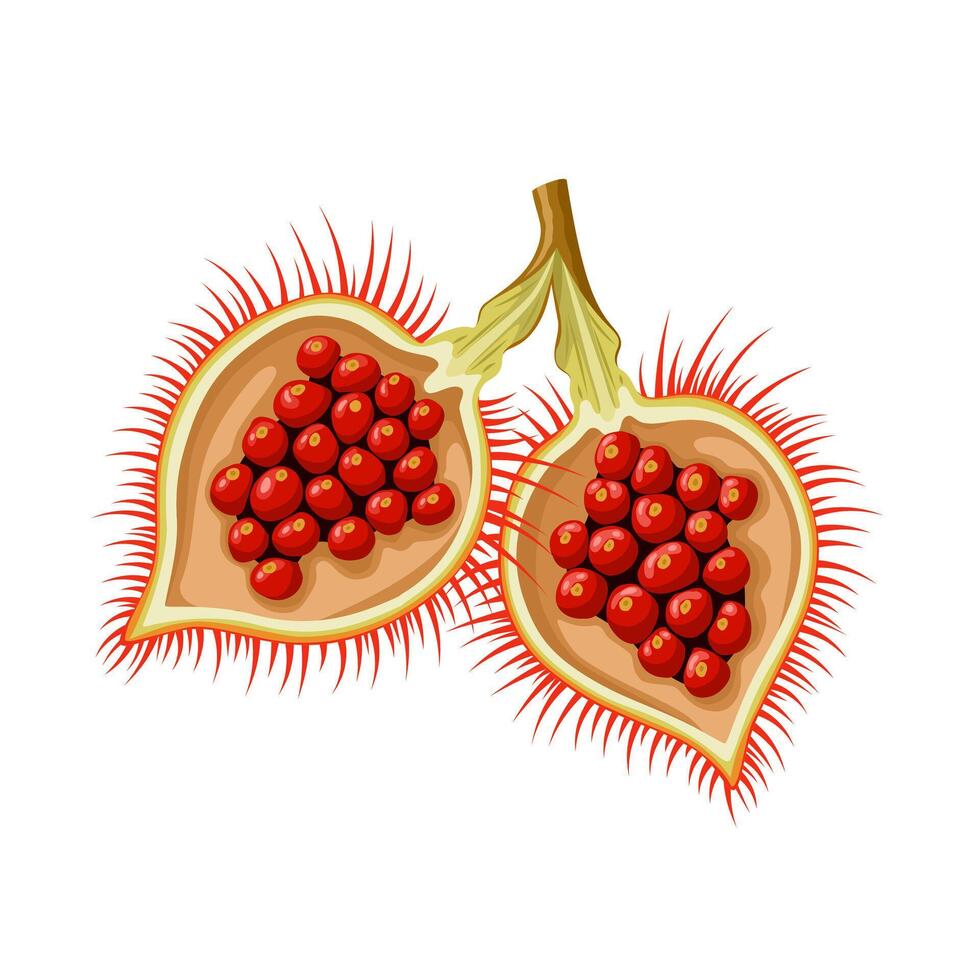 Vektor Illustration, urucum oder bixa orellana, isoliert auf Weiß Hintergrund.