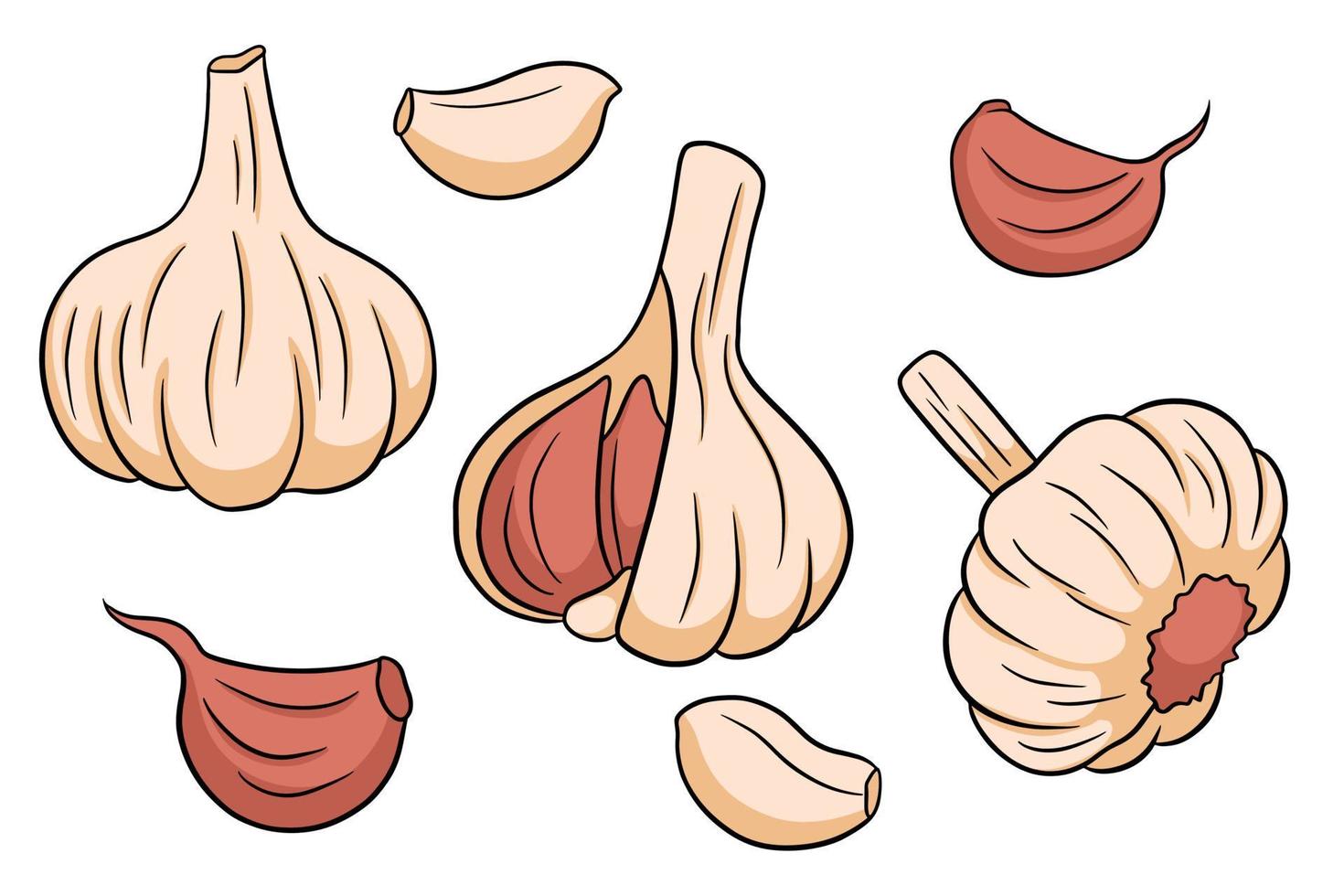 Knoblauch eingestellt. Knoblauchzehe, Nelken, geschält und geschält. vektor