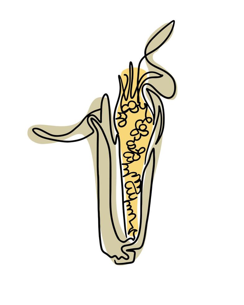 årgång teckning av majskolv av majs i boho stil. botanisk enda linje retro teckning av grönsak. kontur linje översikt sammansättning isolerat på vit bakgrund. vektor
