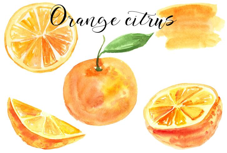 Ställ orange. Akvarell illustration. Mat. Isolerat. Naturlig, organisk. Frukt. Citrus. Orange, gul, röd, grön. Vektor. vektor