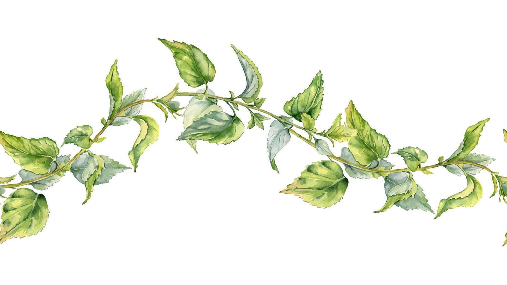 stam av nässla sömlös i vattenfärg isolerat på vit. illustration av de ört- växt urtikaria dioica. sveda växt med grön löv, frön hand ritade. element för märka, förpackning, baner vektor
