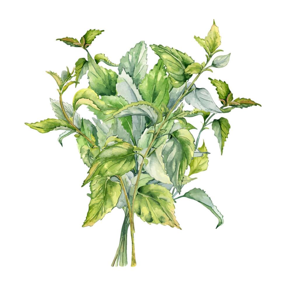 buske av nässlor i vattenfärg isolerat på vit. illustration av de ört- växt urtikaria dioica. knippa av grön löv, sveda växt hand ritade. element för märka, förpackning, apotek design. vektor