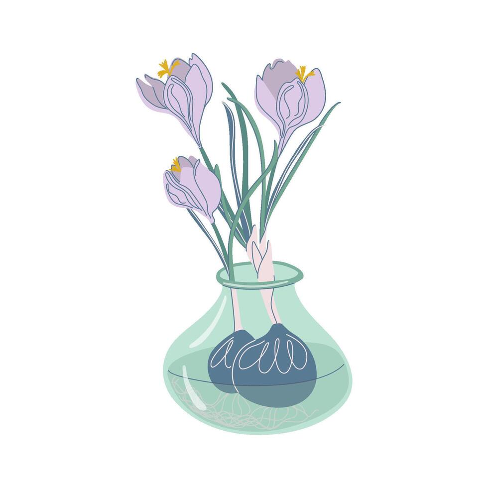 krokusar växer från en lökar i glas vas. färsk blommar, blommig arrangemang. vår blommor, interiör dekoration. platt stil hand dragen vektor illustration isolerat på transparent bakgrund.