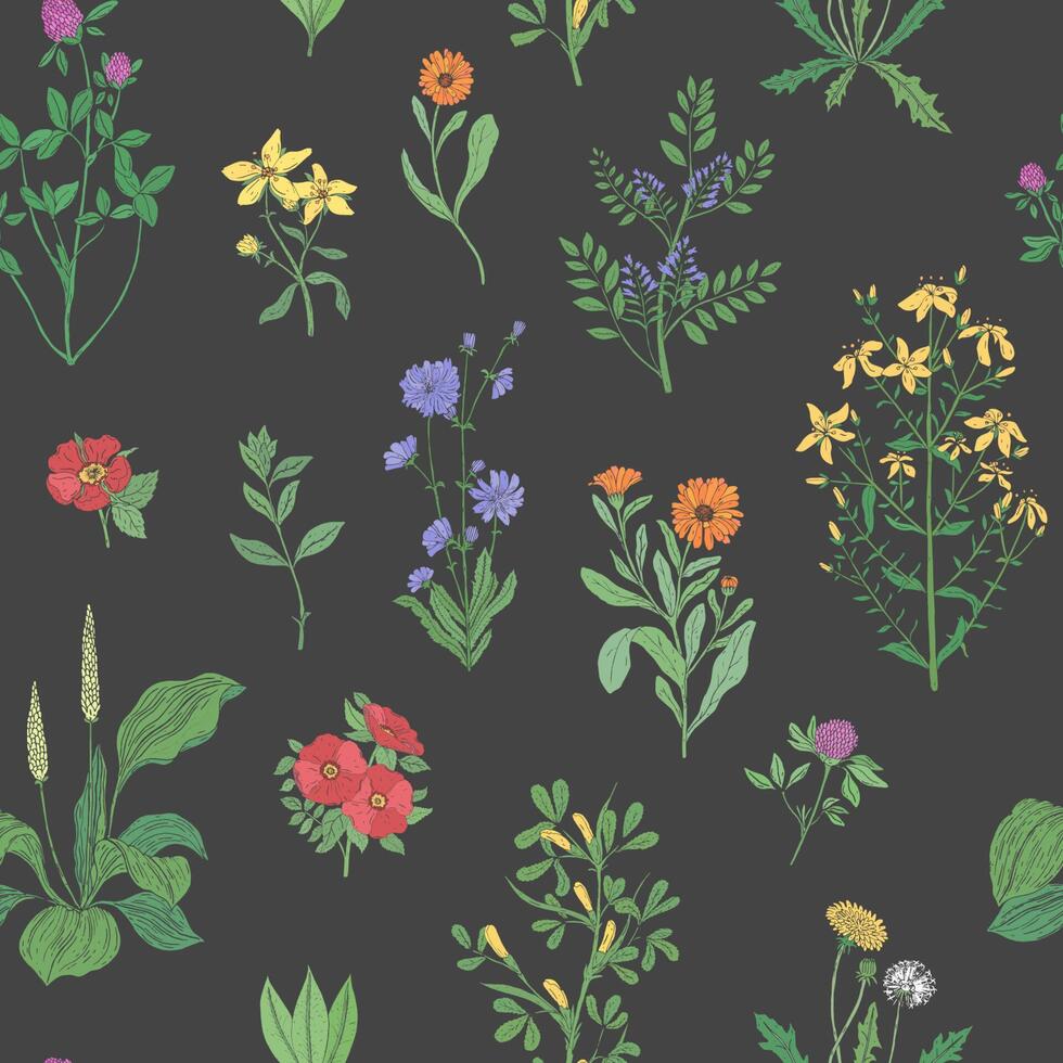 skön blommig sömlös mönster med äng örter på svart bakgrund. underbar vild blommor och blomning örtartad växter. färgrik vektor illustration för textil- skriva ut, tapet, bakgrund.