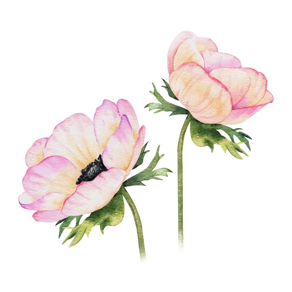 Paar von Anemone Rose Blumen. isoliert Hand gezeichnet Aquarell Illustration. Sommer- Blumen- Design zum Hochzeit Einladungen, Karten, Textilien, Verpackung von Waren. Verpackung Papier vektor