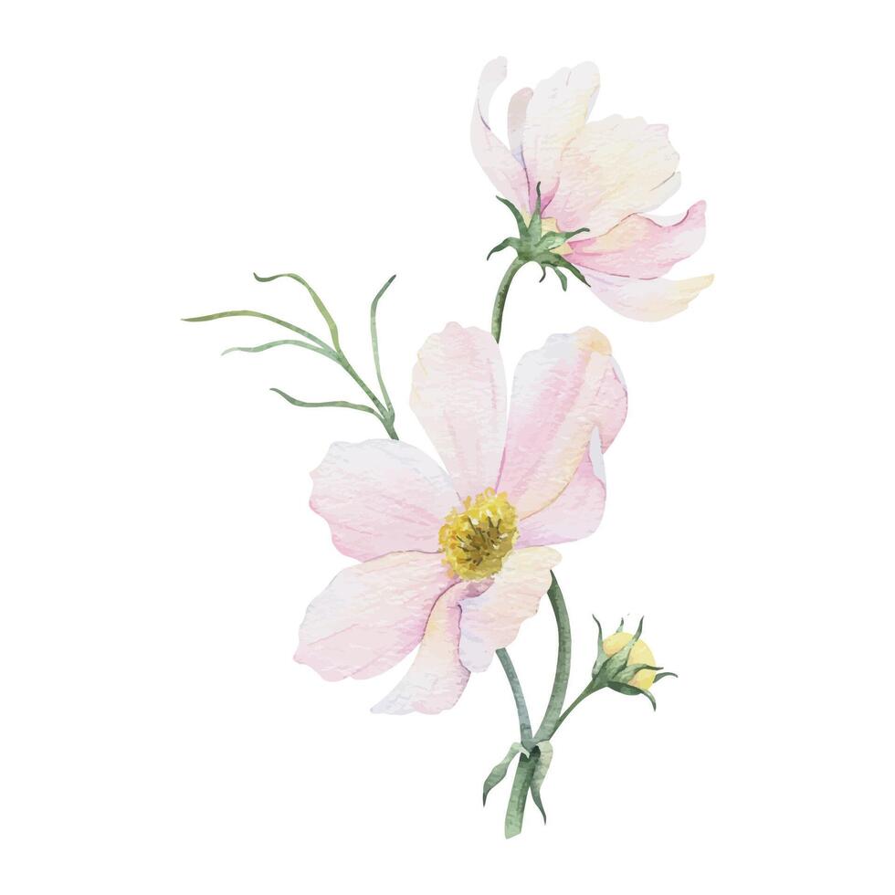 Strauß von Rosa und Weiß Cosmea Blumen. Kosmos bipinnatus. isoliert Hand gezeichnet Aquarell Illustration von Mexikaner Aster. Sommer- Blumen- Design zum Hochzeit Einladungen, Karten, Textilien, Verpackung Papier vektor