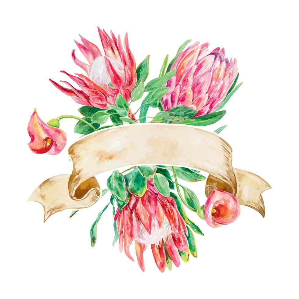 protea kort vattenfärg, calla liljor, baner för text. vektor illustration av en bukett av rosa blommor. design element för bröllop inbjudningar, banderoller, täcker, etiketter, flygblad.