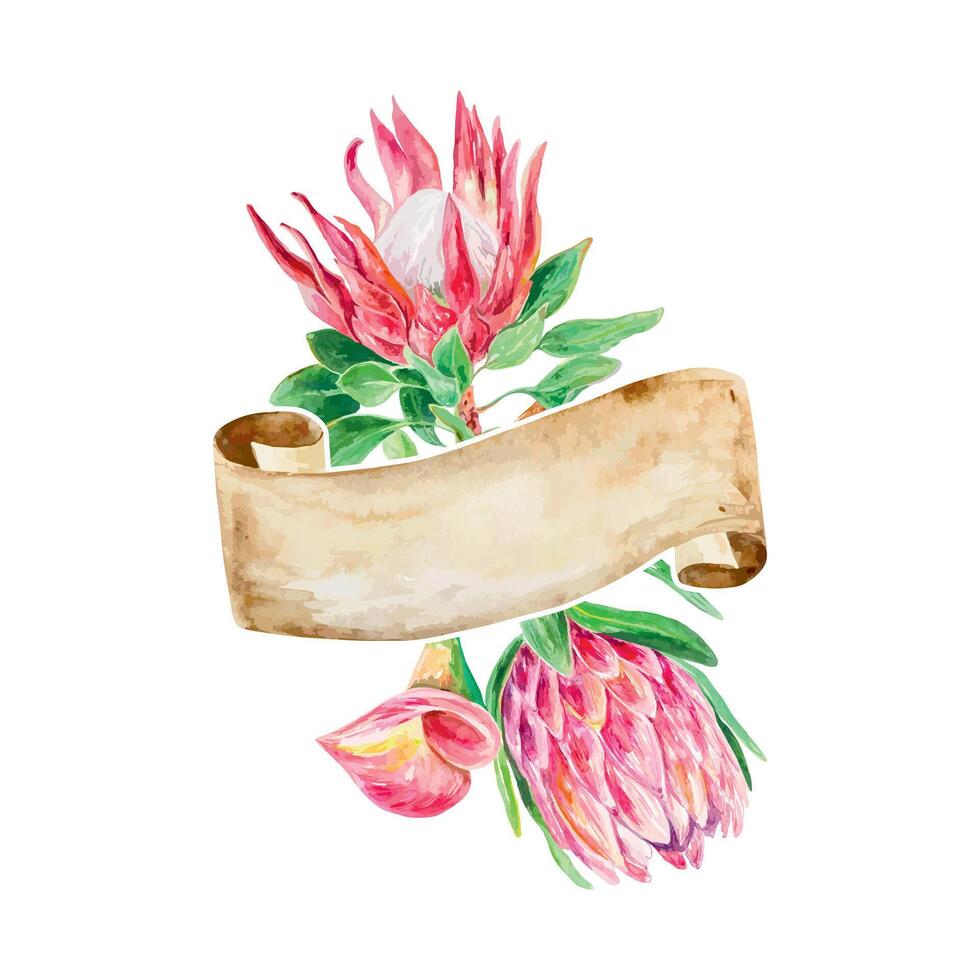 protea vattenfärg, vykort med baner för text. vektor illustration av en rosa blomma. design element för kort, bröllop inbjudningar, banderoller, täcker, etiketter.