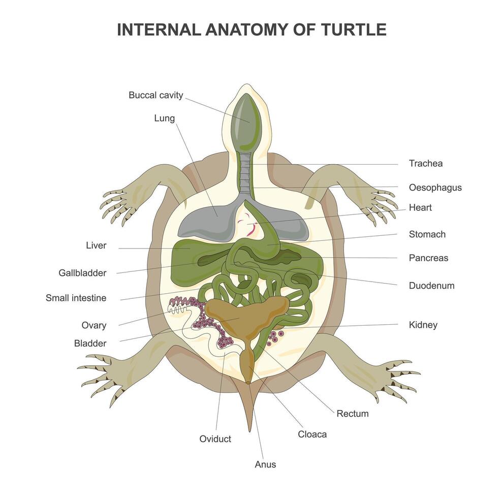 intern Anatomie von Schildkröte isoliert auf Weiß Hintergrund. Schildkröte Anatomie. Vektor Illustration.